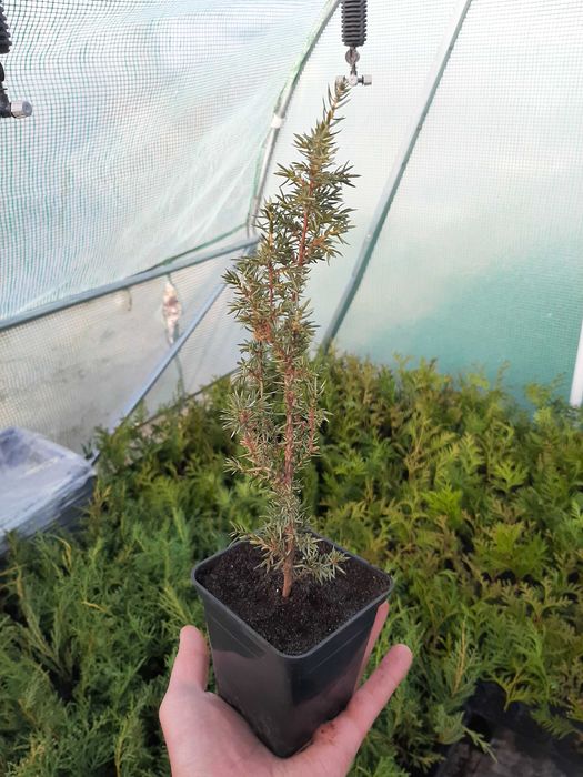 Туя західна брабант.Ялівець звичайний