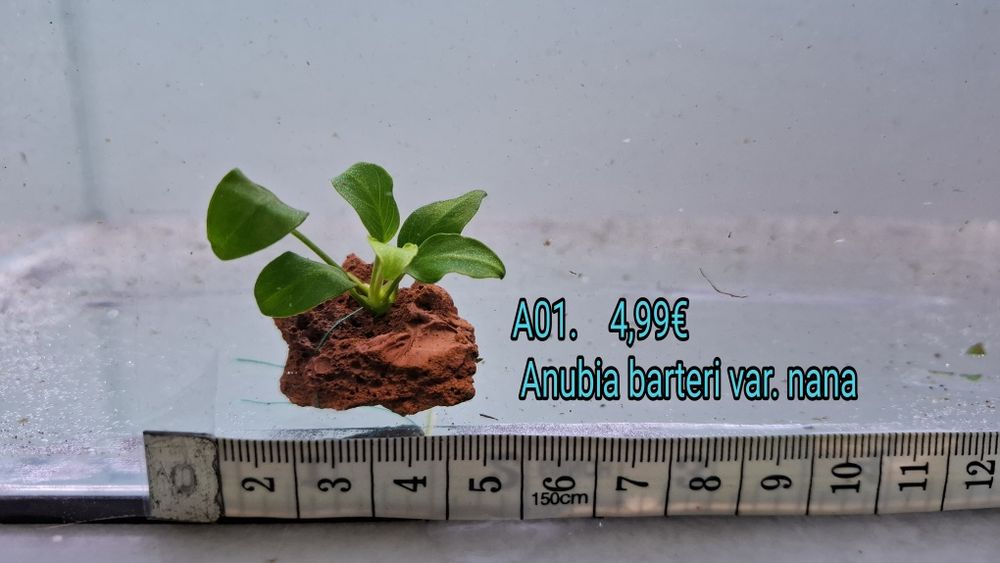Anubia / bolbitis heudelotii em tronco e em rocha vulcânica.  (Aquário Plantas)