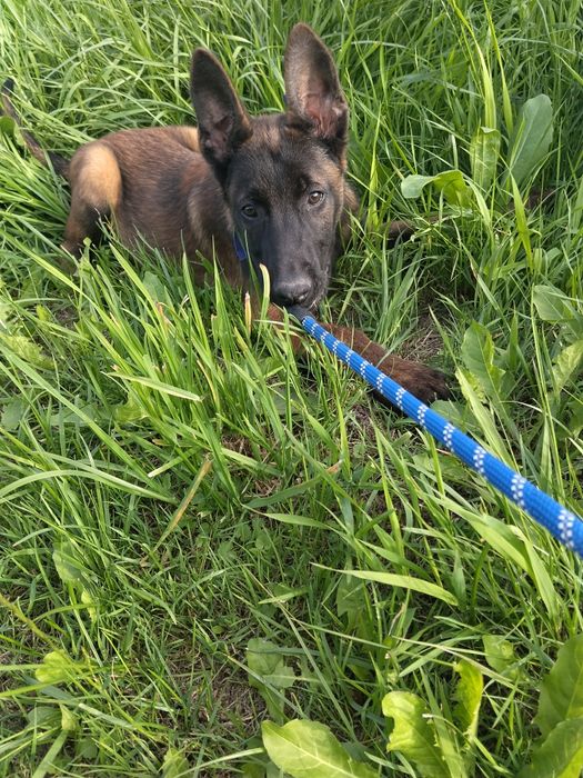 Owczarek belgijski malinois