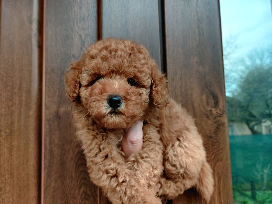 Хлопчик Той Пуделя