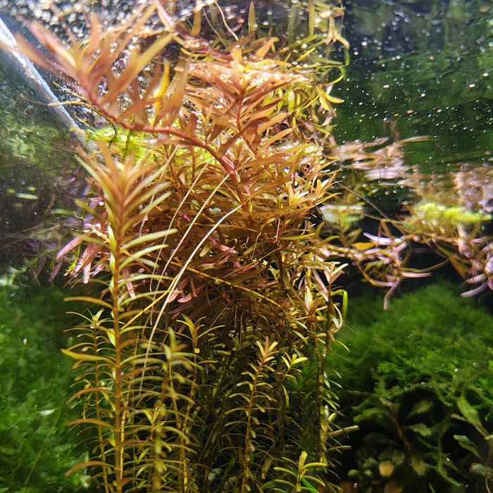 Sprzedam rotale z przycinki