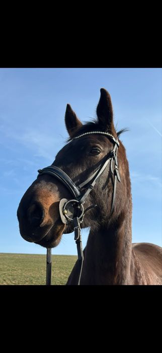 Loxy R  Cudowna Klacz