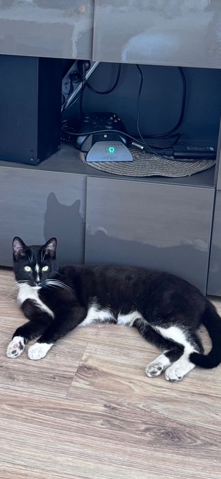 Oddam kota w dobre ręce