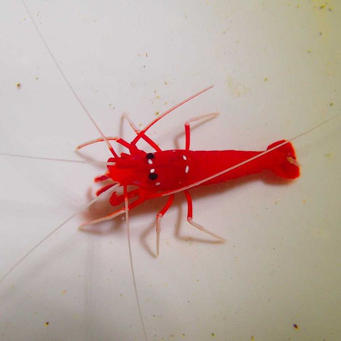 Krewetka Lysmata debelius - akwarium morskie.