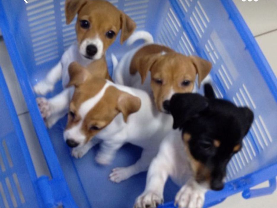 Житьерадісний Джек Рассел