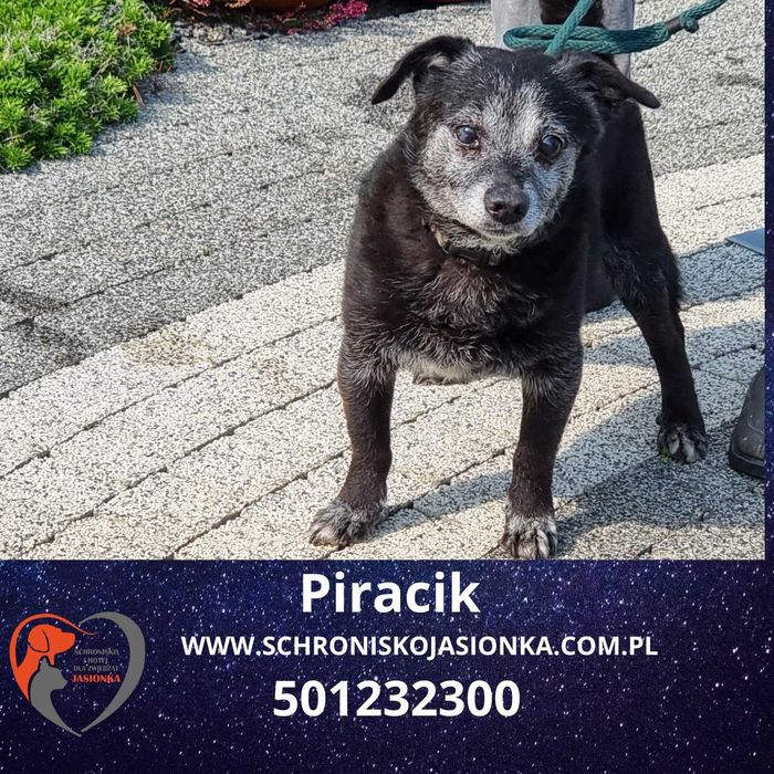 PIRACIK do adopcji – Schronisko Jasionka