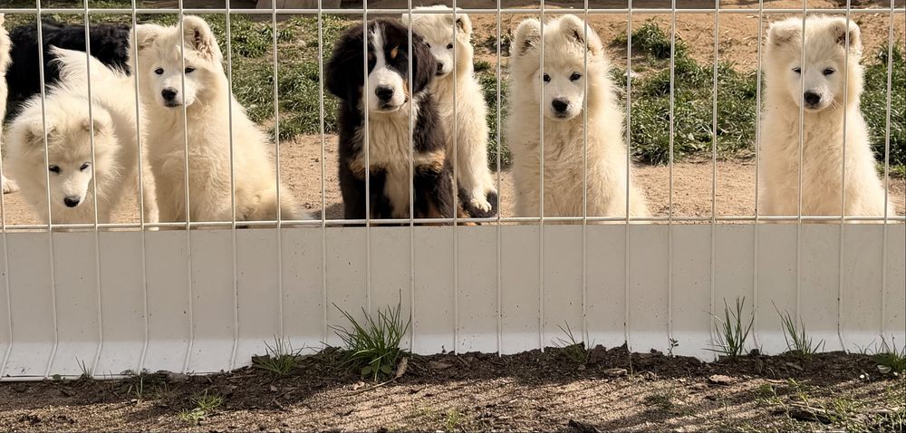 Szczenię samoyed samczyk