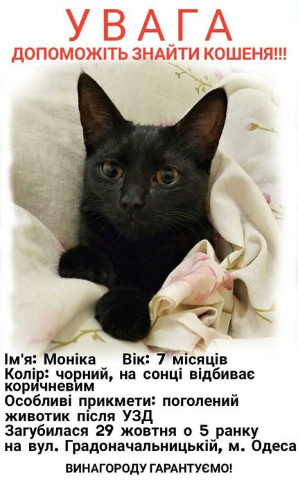 Зникла чорна кішка