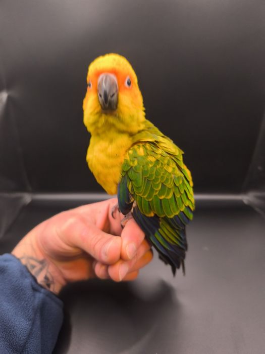 Aritinga do sol criada á mão