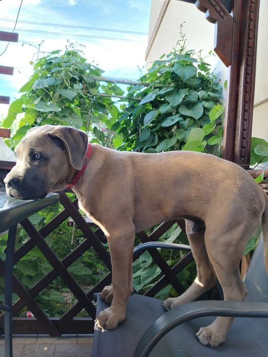 Zaginął pies rasy Cane Corso