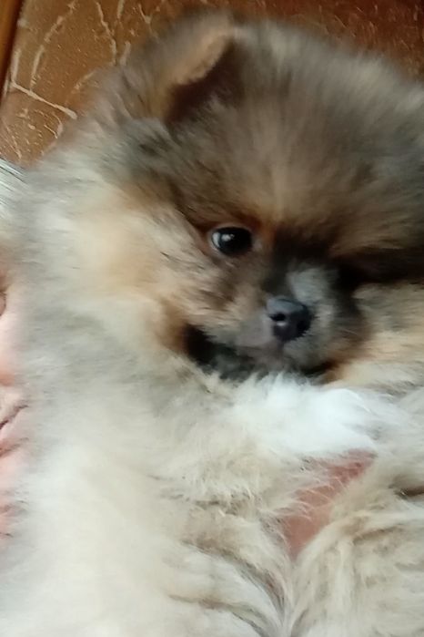 Хлопчик - товстунчик.