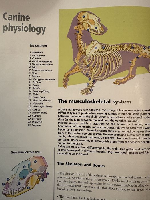Encyklopedia psów małe rasy Royal Canin język angielski