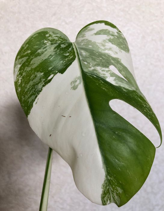 Монстера Альба монстера