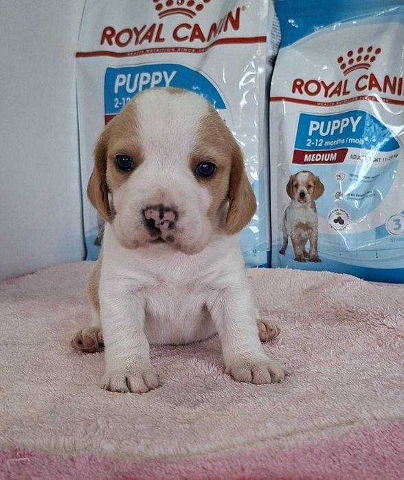 Beagle Bicolor bebé Com LOP