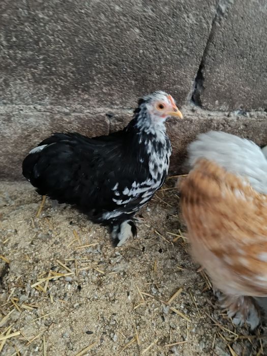 Pekins black mottled