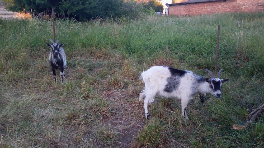 Гарні КОЗИ, шукають, добрі руки і гарний дах над головою.