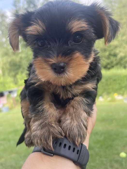 Yorkshire Terrier