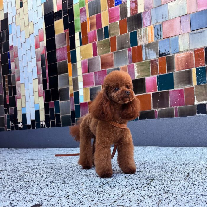 Pudel toy red brown