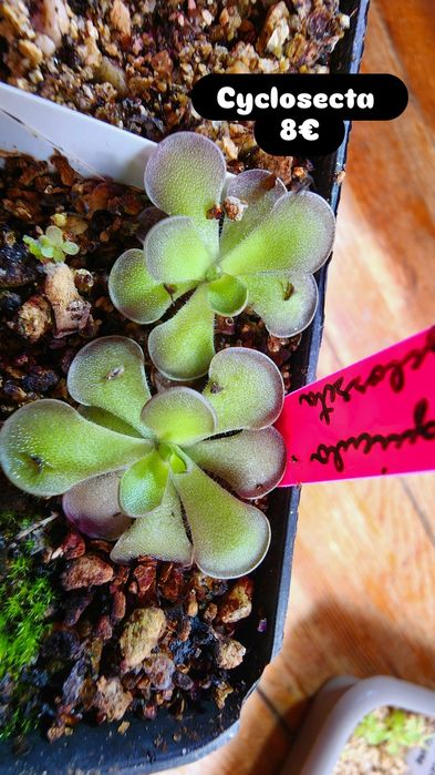 Planta carnívora