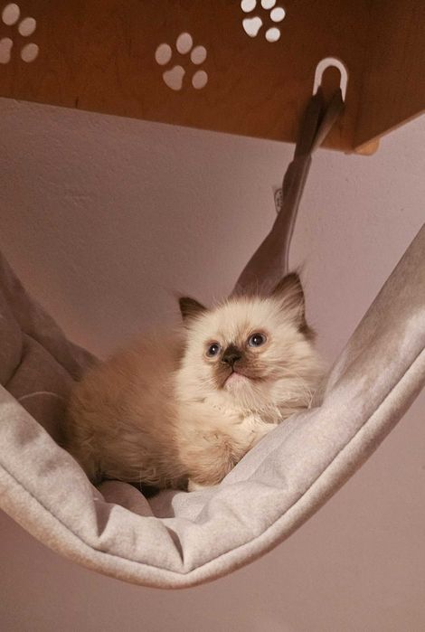 Ragdoll sliczny kocurek seal mitted