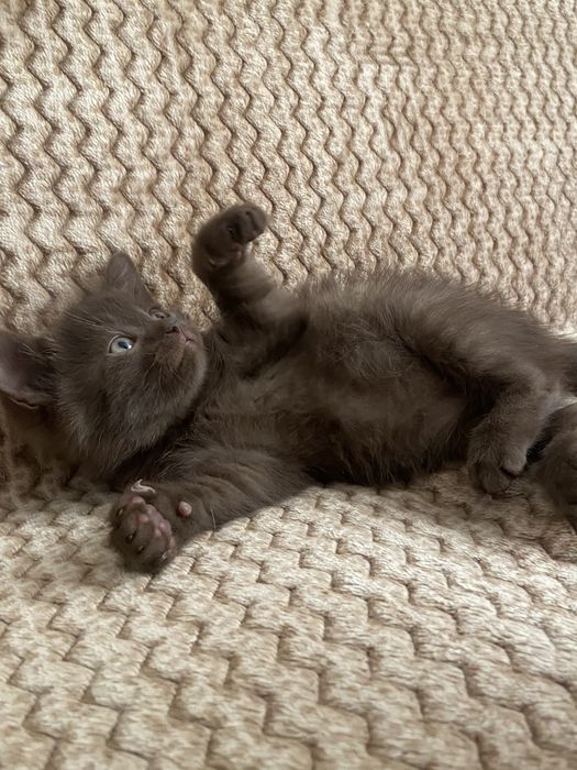 Котик шукає нову сім'ю
маленького котика!
Ніжний, грайливий і ду