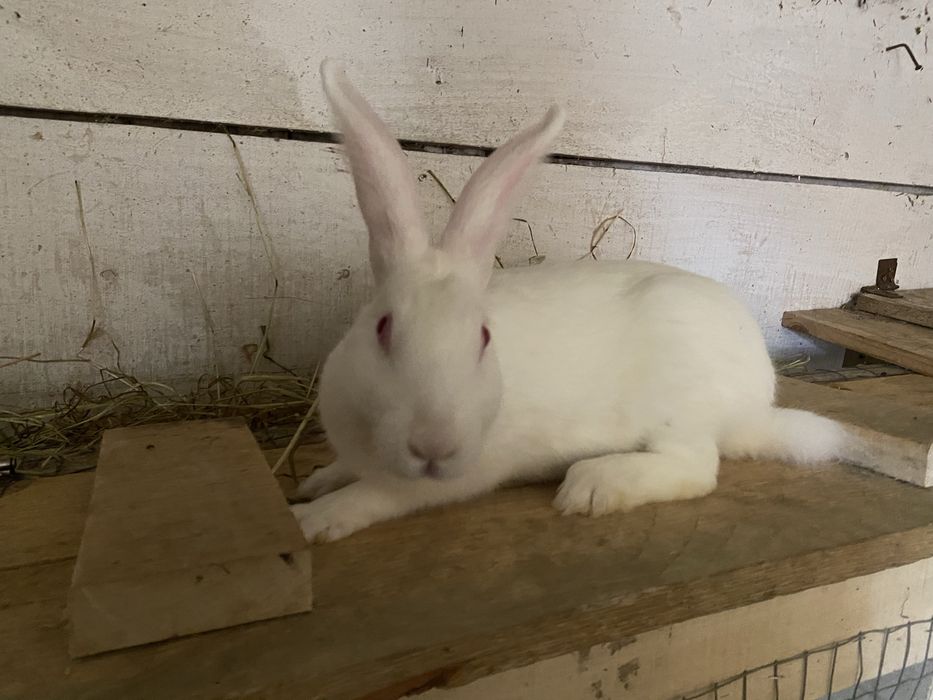 Кролі  Термонська біла