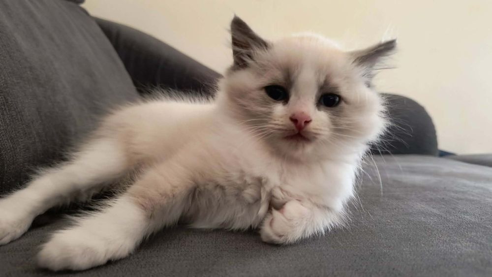 Ragdoll piękne Ragdoll