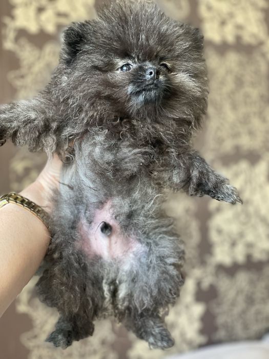 Цуценята померанського шпица