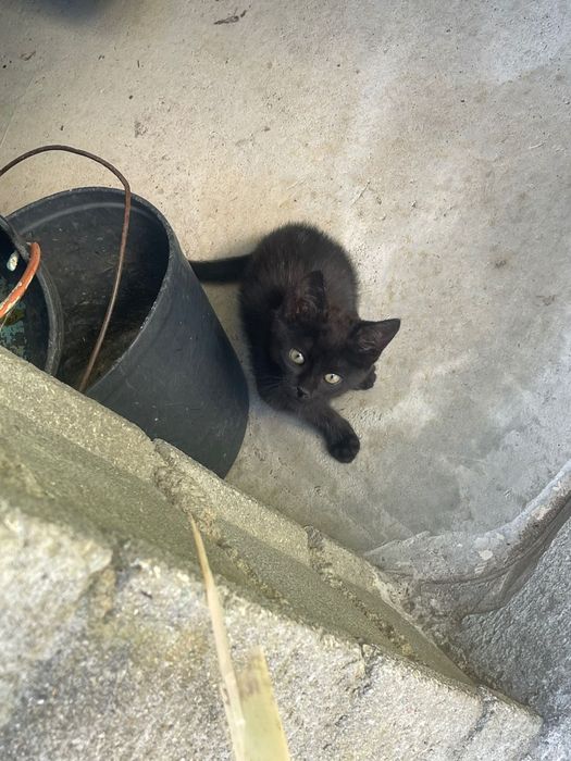 3 gatinhos com 5 meses para adoção
