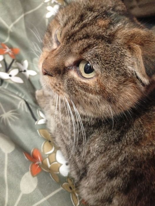 Віддам в добрі руки