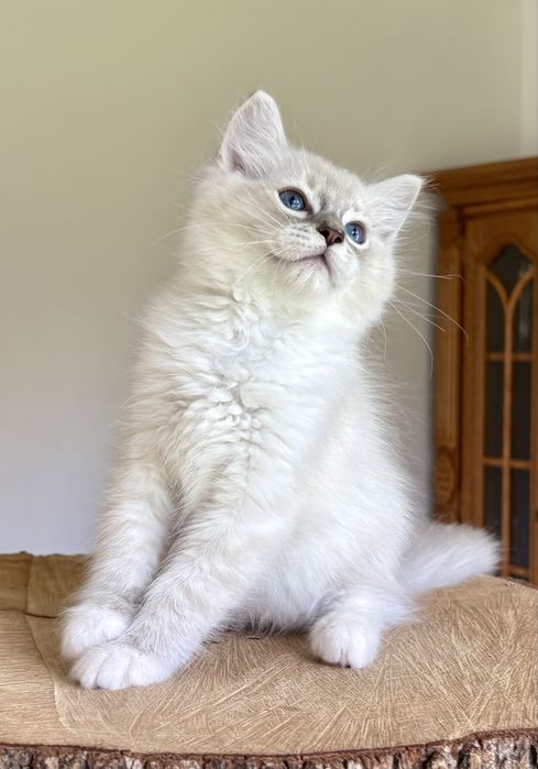 Ragdoll FPL kocurek blue mitted tabby