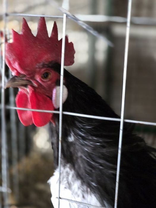 Кури породи Лакінфельдер