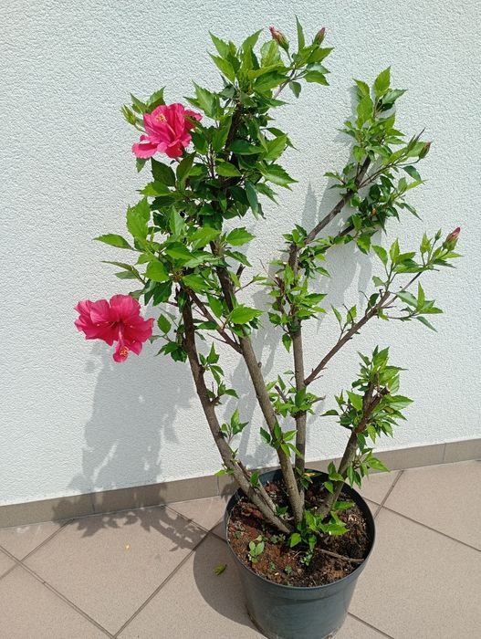Hibiskus  wys.100 cm