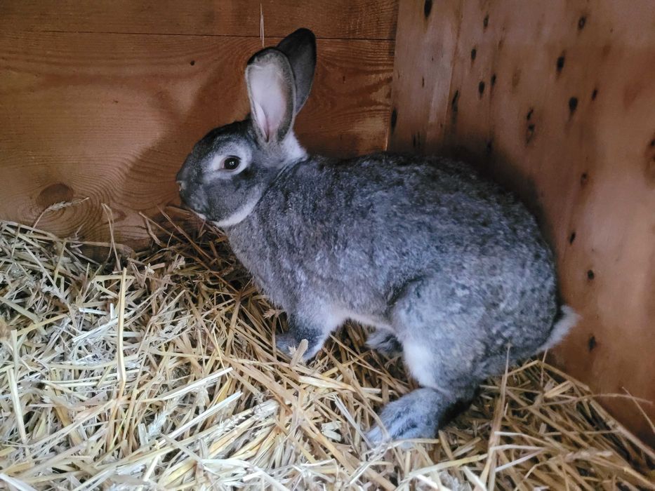 Król królik szynszyl wielki samiec