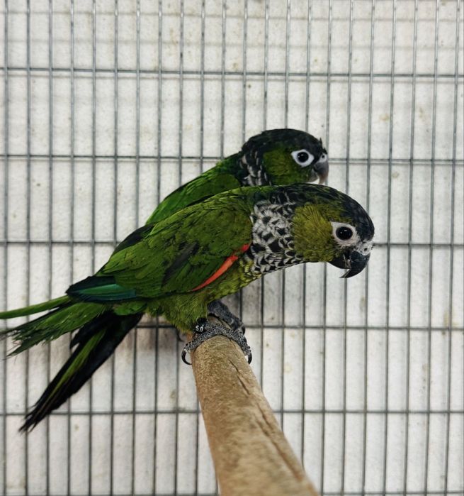 Casal pyhrruras Rupicola / Periquitos / caturras
