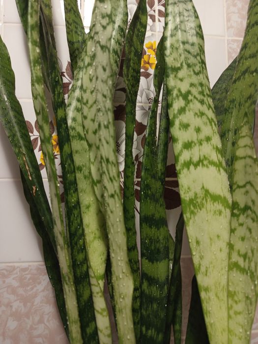 Сансевієрія/сансев'єрія/тещин язик