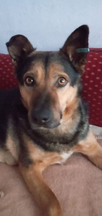 Пропав  собака, Вєня