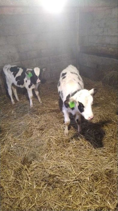 Телятки , Бичочки , Бички