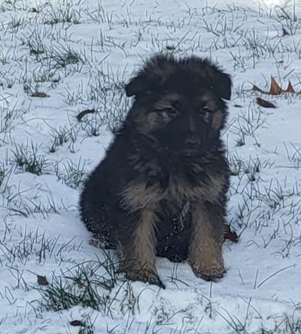 Owczarek niemiecki sunia