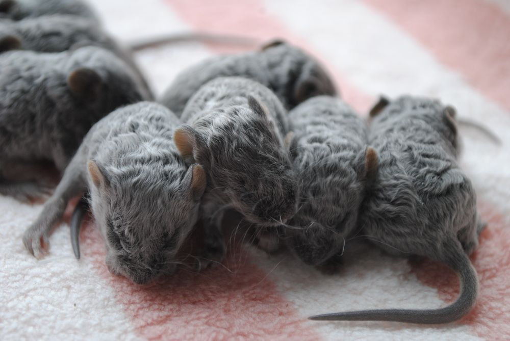 Мышки. Декоративная мышь. Мышата. Рекс