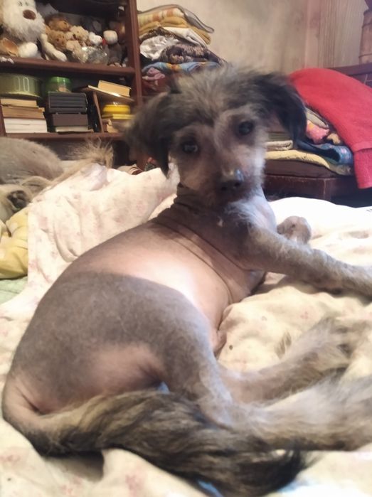 Китайская хохлатая,продам.