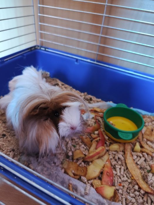 Morska świnka (kawia domowa)