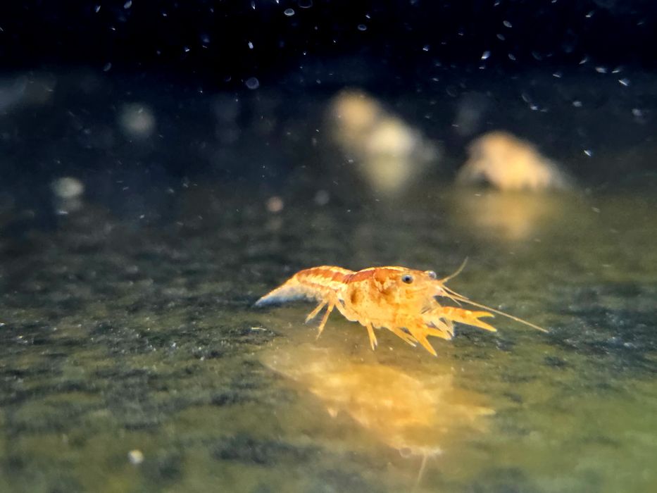 Raczek CPO  (Cambarellus patzcuarensis orange)