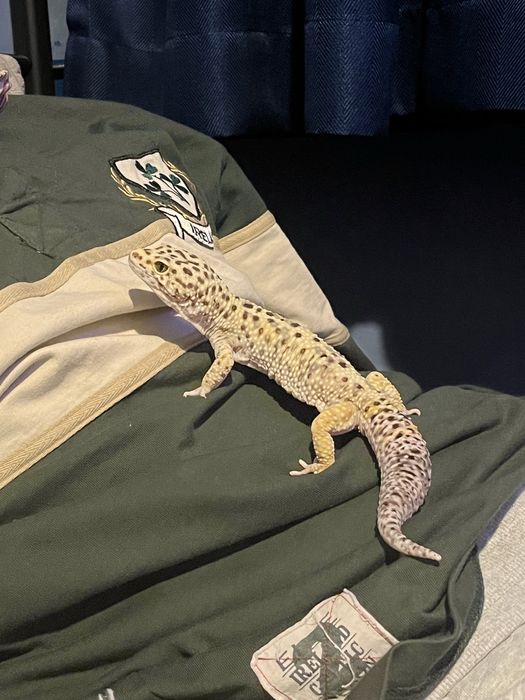 Gekon Lamparci plus terrarium