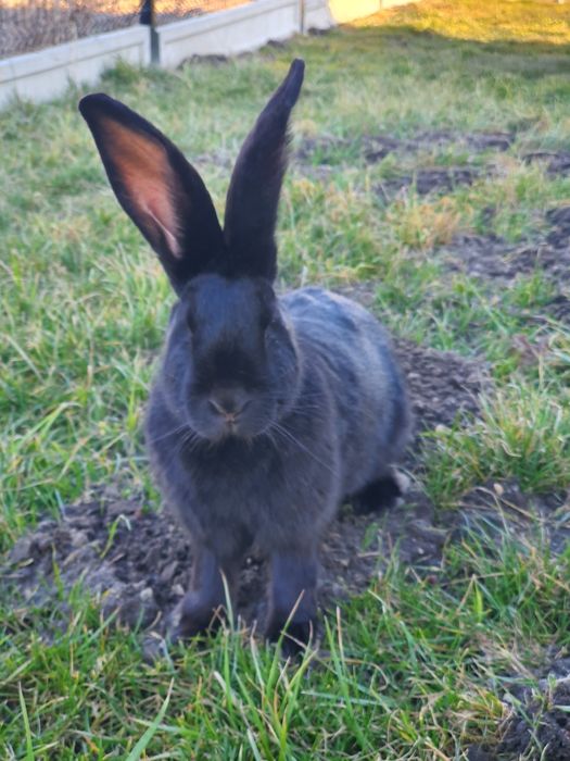 Króliki olbrzym belgijski