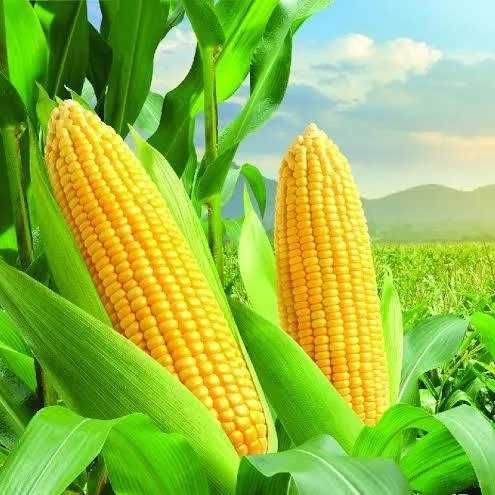 Nasiona Kukurydzy Rokita nr 1 Cobor