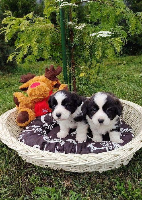 Welsh Corgi Cardigan słodki piesek Yogi Długowłosy Fluffyrodzice z kompletem badań genetycznych