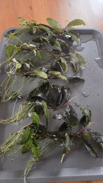 Bucephalandra duże sadzonki