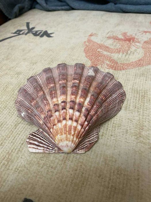 Ракушка, морская раковина.