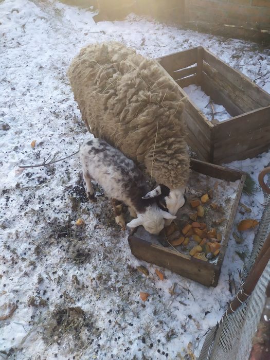 Продам вівці Прекус, Романівські